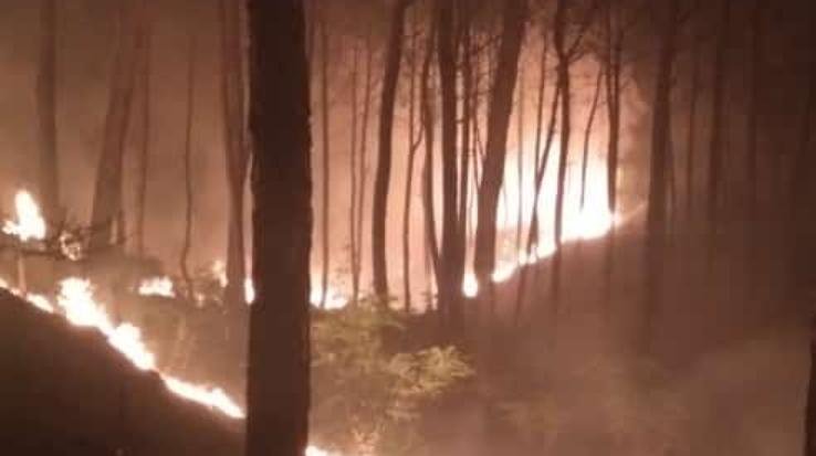 The forest of the burnt ri