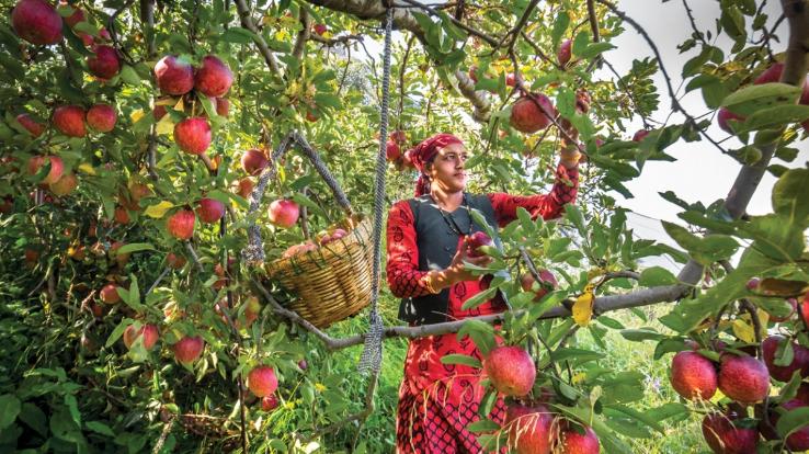 Banka Himachal: Horticulture is the backbone of the state's economy
