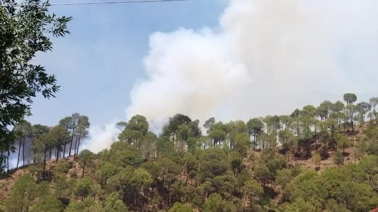  Forest wealth burnt due to fire
