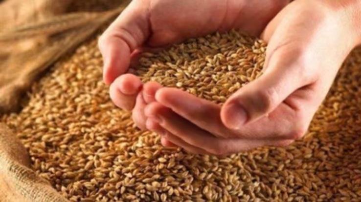 Wheat price may decrease in coming days