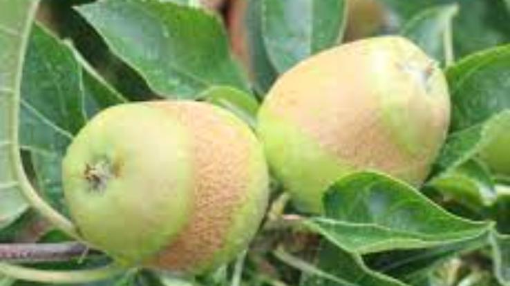  Heavy damage to apple, peach, cherry and apricot crops due to hail storm and hailstorm