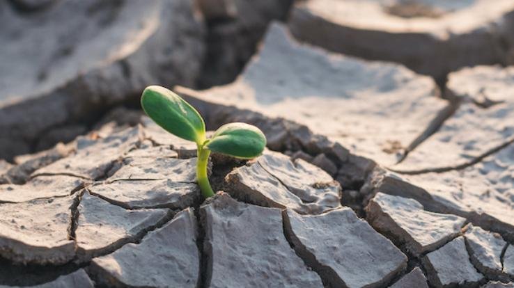 Drought caused damage of two hundred crores to crops in the state