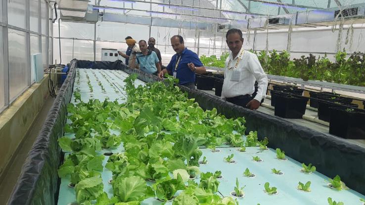 Hydroponic farming becomes white collar job: Vice Chancellor