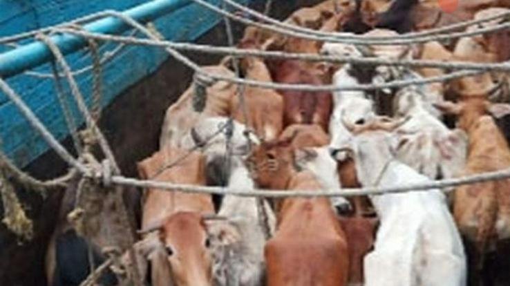 Smugglers taking animals to outside states by brutally filling vehicles