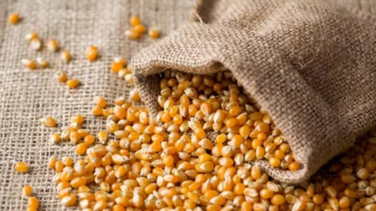 Himachal Pradesh: Government reduced subsidy on maize seeds