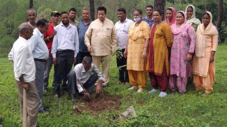 Former MLA Surendra Kaku planted saplings in Daulatpur
