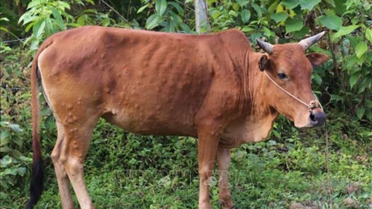 In Himachal too, 'Lumpy' infection spread among animals, 1000 animals got infected in the state, 51 died