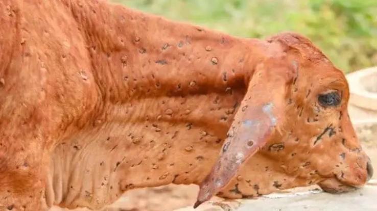 Gagret: Lumpy skin disease spread in animals, hundreds of animals are in the grip