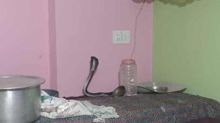 Cobra entered the house, stirred up relatives