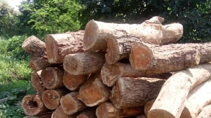 havoc of forest cuts in Bawehad, Khair trees cut from government land, case registered