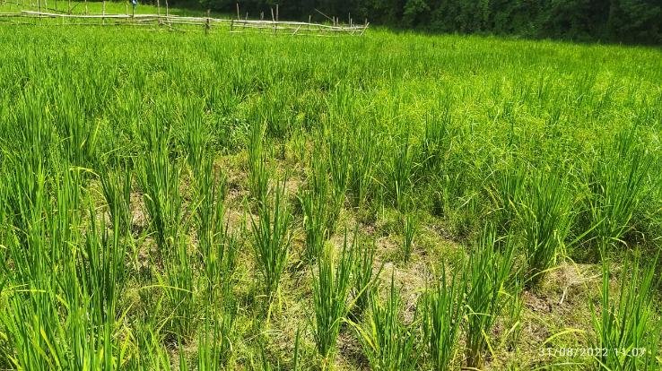 Farmers crop destroyed due to poor quality seeds of paddy, demand for compensation from administration