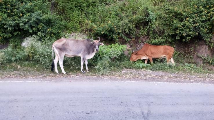 Movement of stray animals on the roads of the area, farmers' crops destroyed