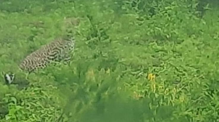 Darlaghat: Bus running irregularly in Solan-Samana, fear of leopard haunting local people