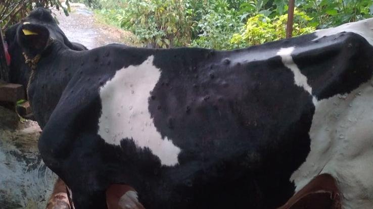 cows of Parshottam Chand, a cattle herder suffering from lumpi rag; dead, many injured