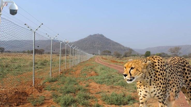 Cheetahs return to India after 70 years