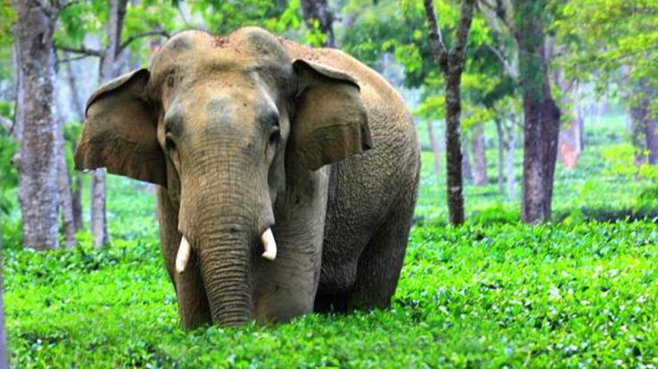 Forest Ministry will make a profile of the DNA of domesticated elephants, know the reason