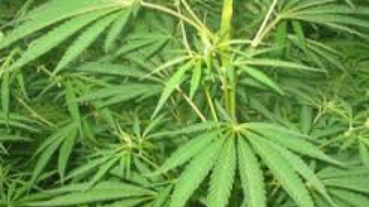 people do not uproot cannabis from their land, then the police will take action - Station House Officer