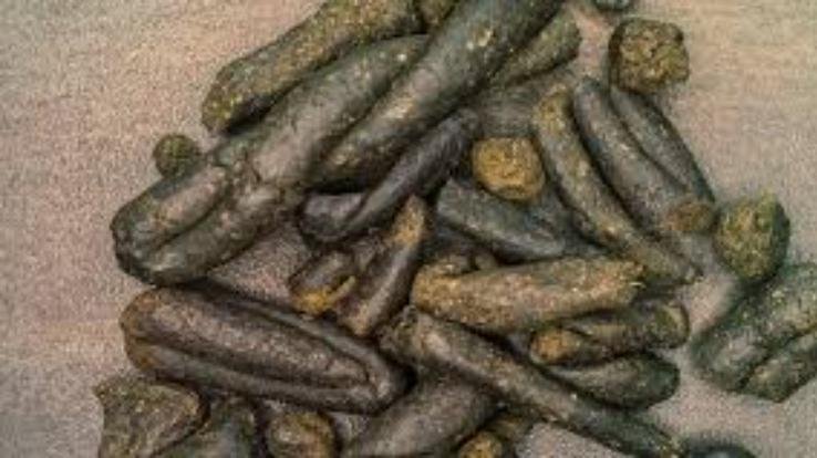 Rampur: SIU Shimla team recovered 802 grams of charas from the youth