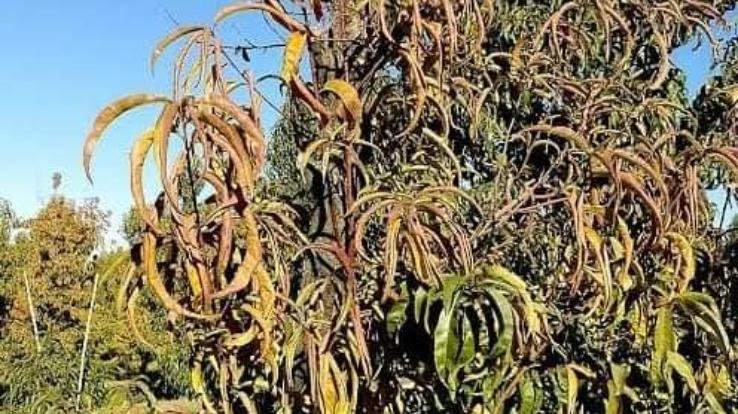 Plan made to prevent infection in cherry, 3 zones will be formed, infected plants will be uprooted from gardens