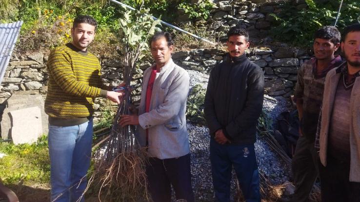 Kullu: National Bank for Agriculture and Rural Development today distributed apple and palm saplings in Chanjla village.