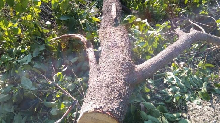 Sandalwood traders cleaned 15 trees in Jwalamukhi