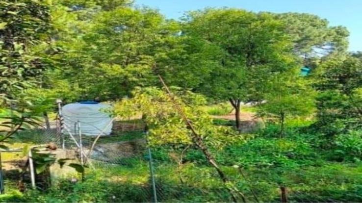 Ghumarwin: Vankatus targeted sandalwood trees