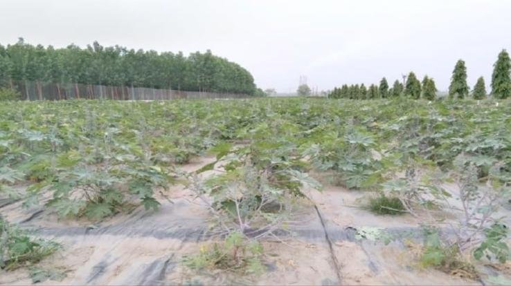  Eri silkworm rearing trial successful