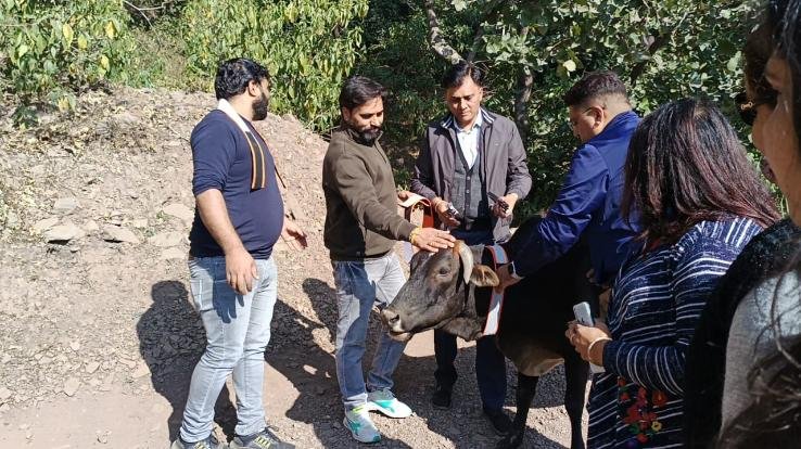 Salen: To avoid accidents, they will put reflectors around the neck of destitute cows