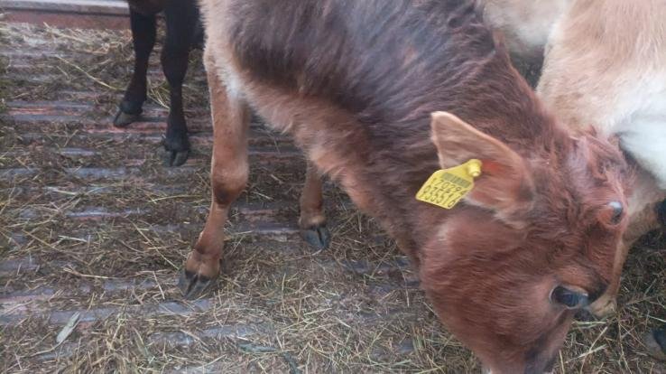 Police caught destitute animals being brought secretly