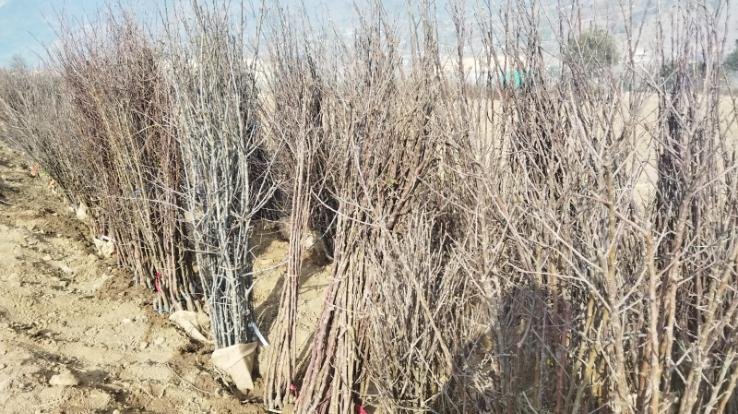 Saplings of different varieties are being distributed to gardeners in Nirmand and Ani