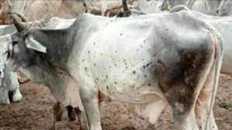 Not a single positive case of Lumpi has come to the fore in the last 7 days in Solan district.