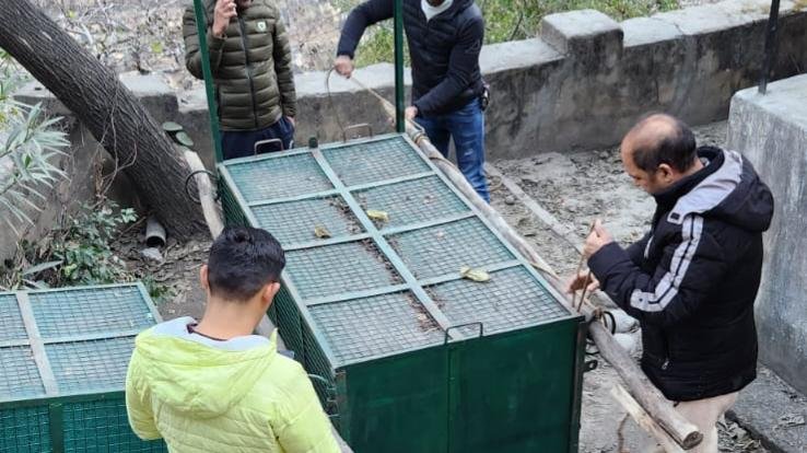 Leopard roaming in residential areas in Rampur Bushahr was imprisoned in a cage
