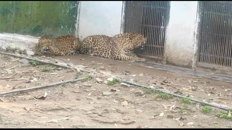Vinay -Kumar, -MLA -from- Mr. -Renuka-ji- inspected- the- wild- life -zoo