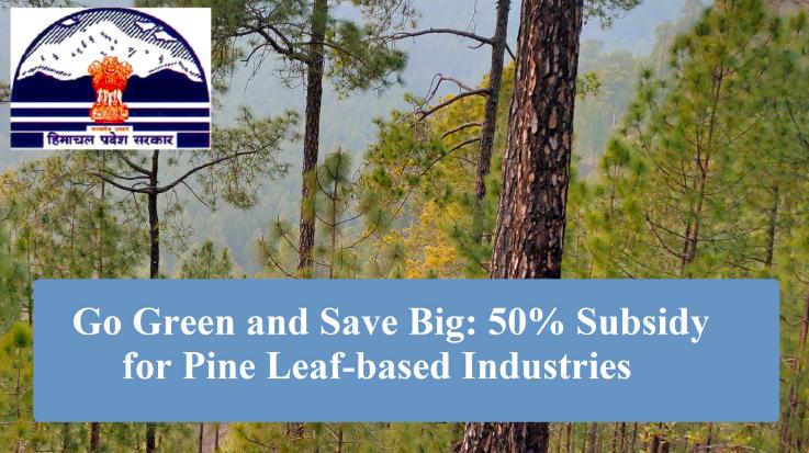 Go-Green-and-Save-Big-50-Subsidy-for-Pine-Leaf-based-Industries