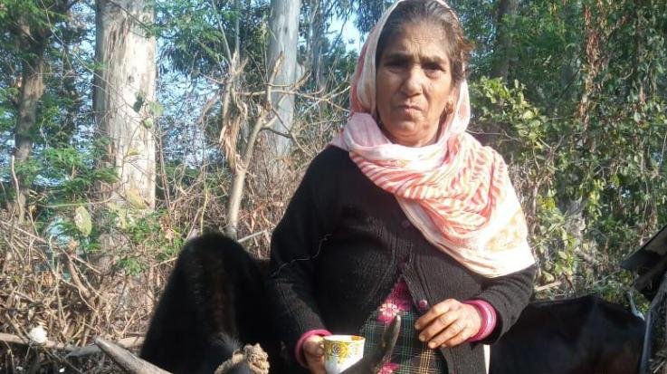 Leopard attacked a cow in Batwad