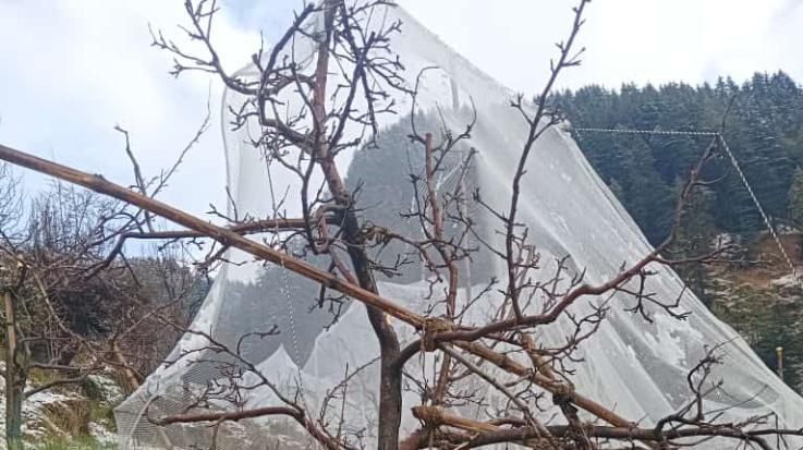 Heavy damage to apple trees due to snowfall in high altitude areas of Nirmand