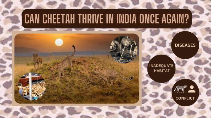 Can-Cheetah-thrive-in-India-once-again