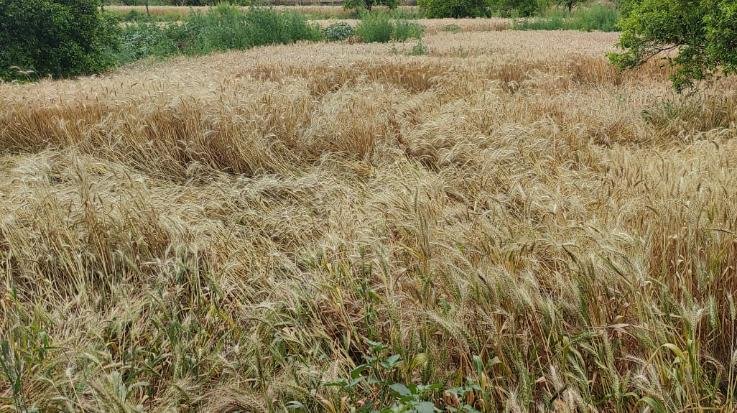 Indora: Unseasonal rains again hit the hard work of the farmers