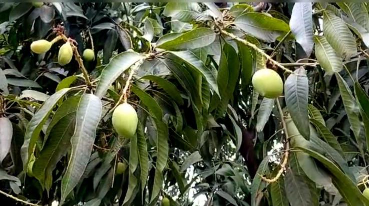 Hamirpur: 80 metric tonnes of mango crop destroyed due to strong storm and hailstorm