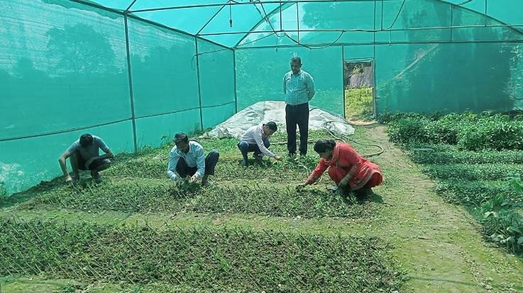 Hamirpur: Now the gardeners of Hamirpur will also cultivate Japanese fruit