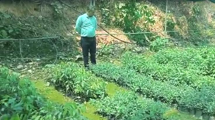 Hamirpur: Horticulture Department has set a target of preparing 30 thousand saplings 111