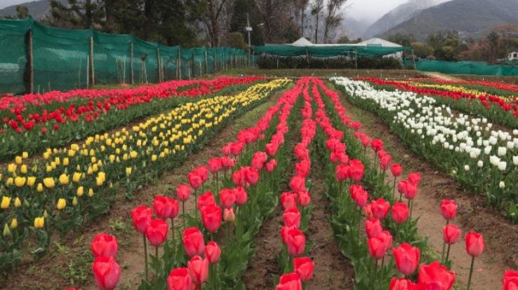 Attractions: -Beautiful -Tulip -Garden -in- the- city- of -tea