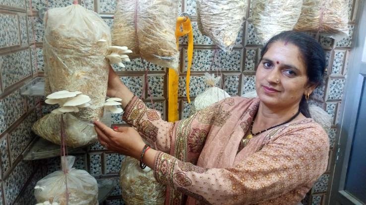 Karsog: Dhingri -mushroom -farming -started- by -spending -500 -rupees, now- thousands -of -business -is -happening -every- month