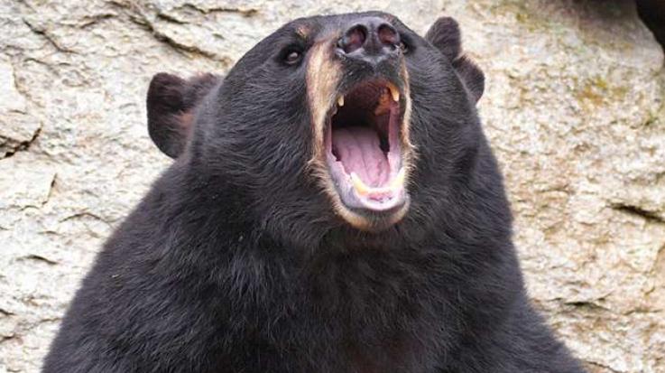 Ani: Bear attacked and injured two people