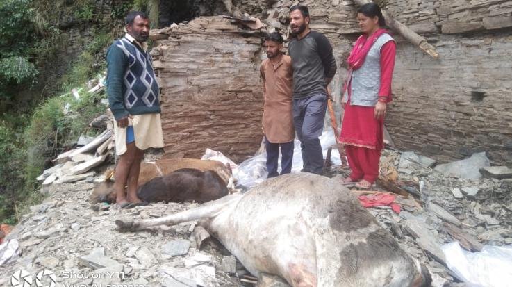 Three cattle died due to being buried under the debris falling from the hill in Bhalad Bhalona of Sirmaur