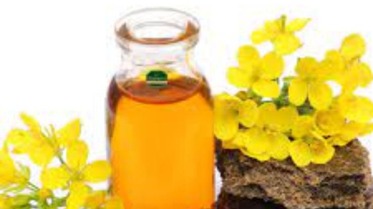 musturd-oil-price-fall-in-himachal