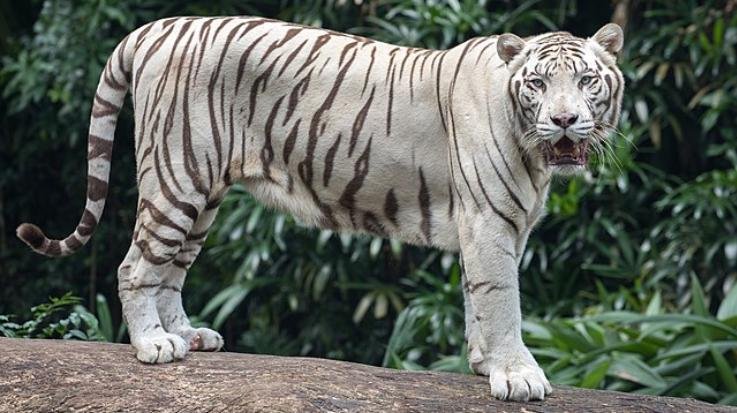 मैत्री बाग में शेरनी ने एक साथ तीन शावकों को दिया जन्म, सफेद शेरों की संख्या हुई नौ