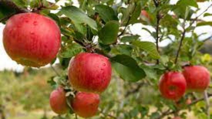 HPMC-REDUCED-COLDSTORAGE-RATES