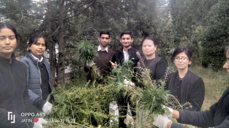 Cannabis uprooting campaign launched in Kinnaur district