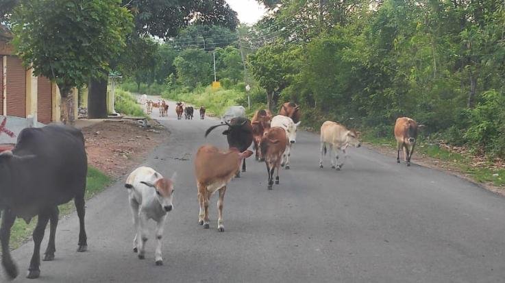 Dehra: Destitute cattle need support, people upset